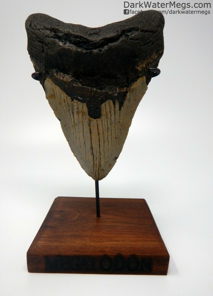 5.97&quot; Massive megalodon tooth on stand