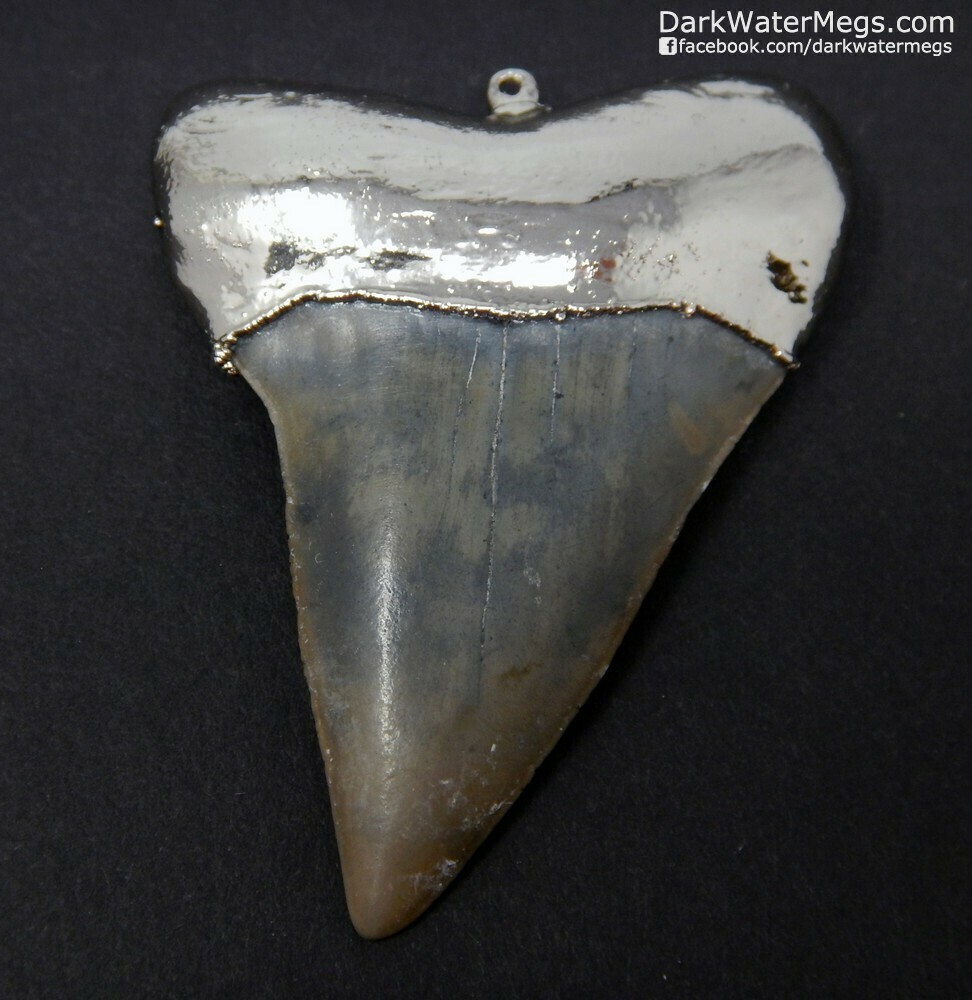 2.23&quot;  Sharkp Mako Necklace