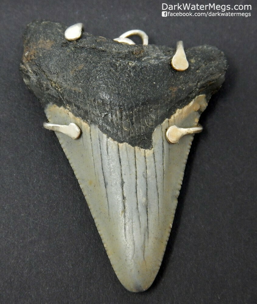 2.21&quot; Megalodon Necklace