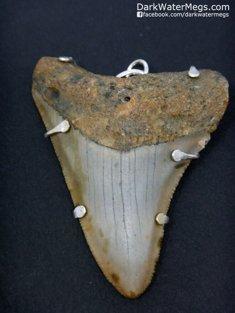 2.72&quot; Megalodon Necklace