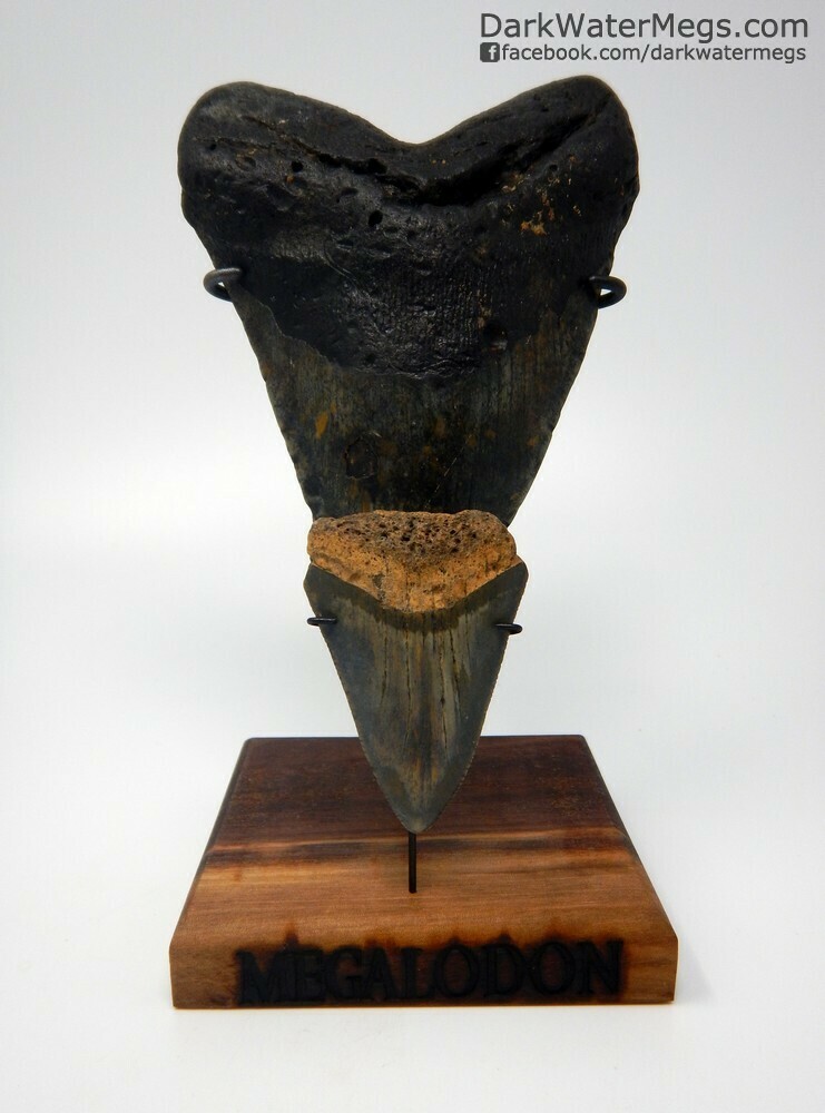 5.90&quot; Megalodon and 2.61&quot; Great White on Stand