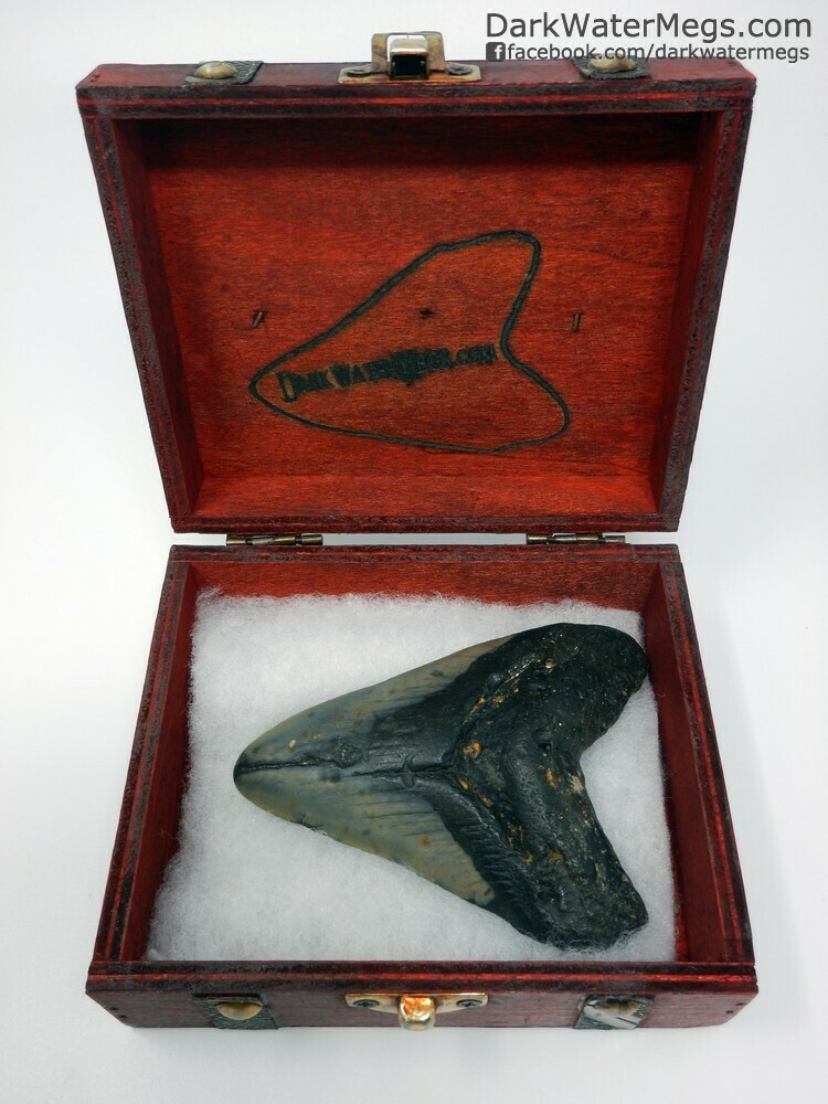 4.24&quot; Dark megalodon tooth in box