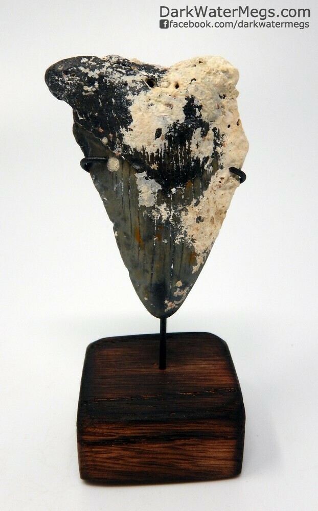 2.44&quot; uncleaned baby megalodon tooth on stand