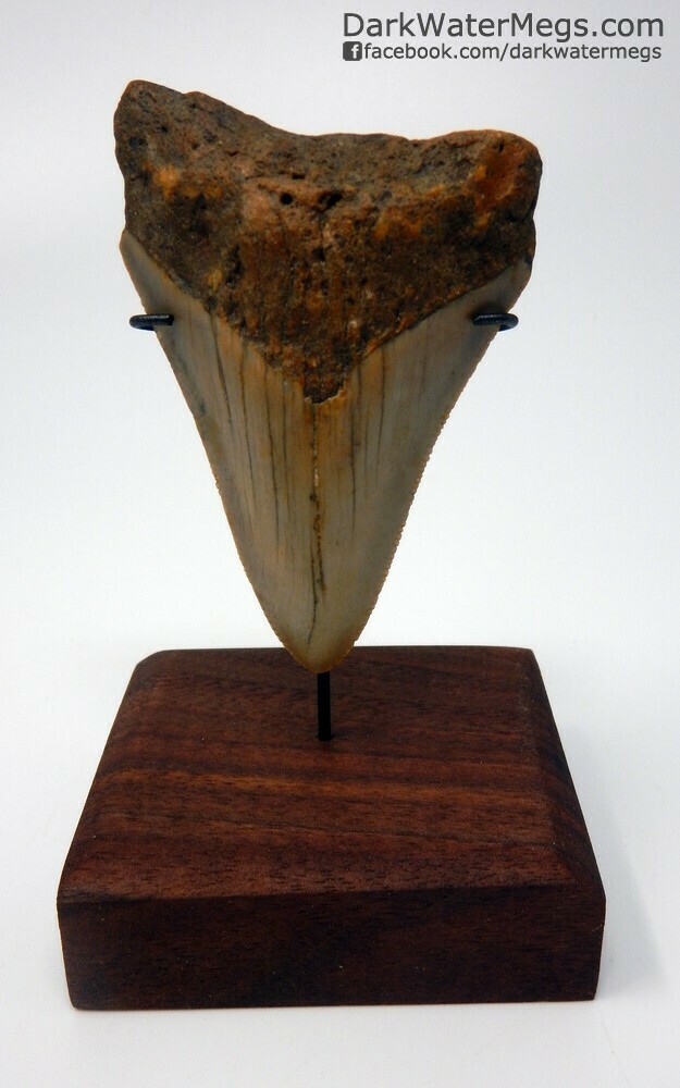 2.83&quot; juvenile megalodon tooth on stand