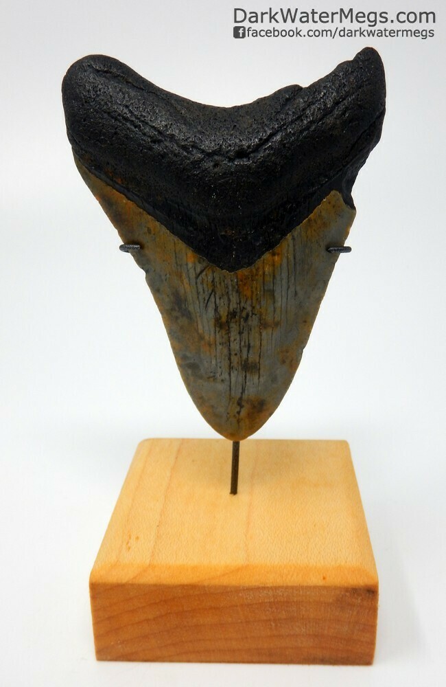 3.36&quot; Beautiful  megalodon tooth on stand