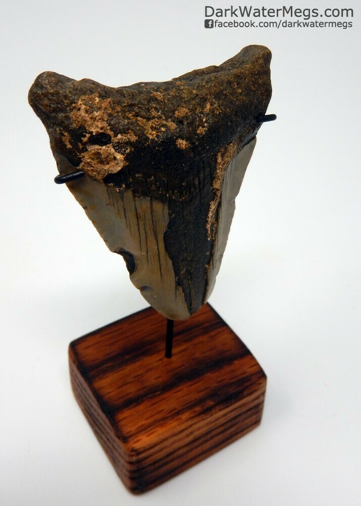 2.30&quot; young megalodon tooth on stand