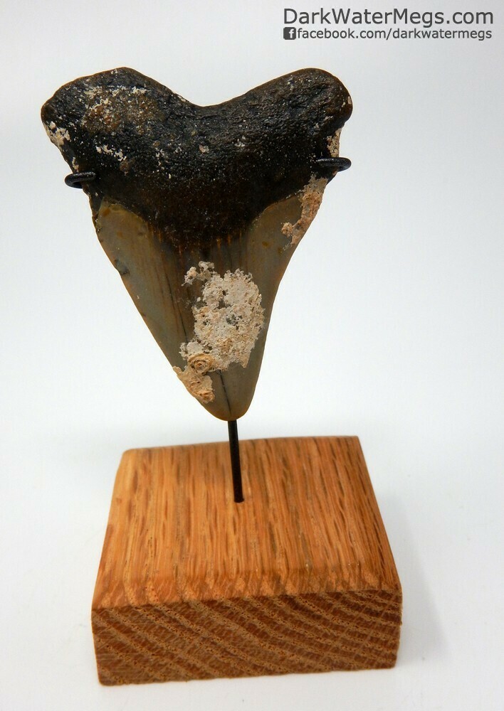 2.29&quot; baby megalodon tooth on stand