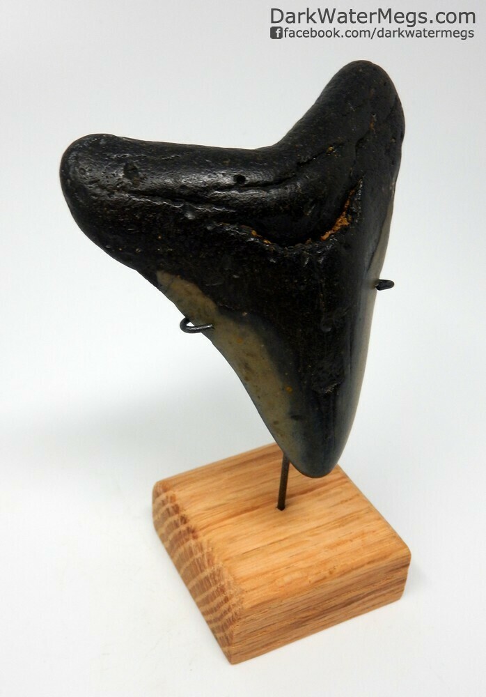 3.38&quot; Smooth  megalodon tooth on stand