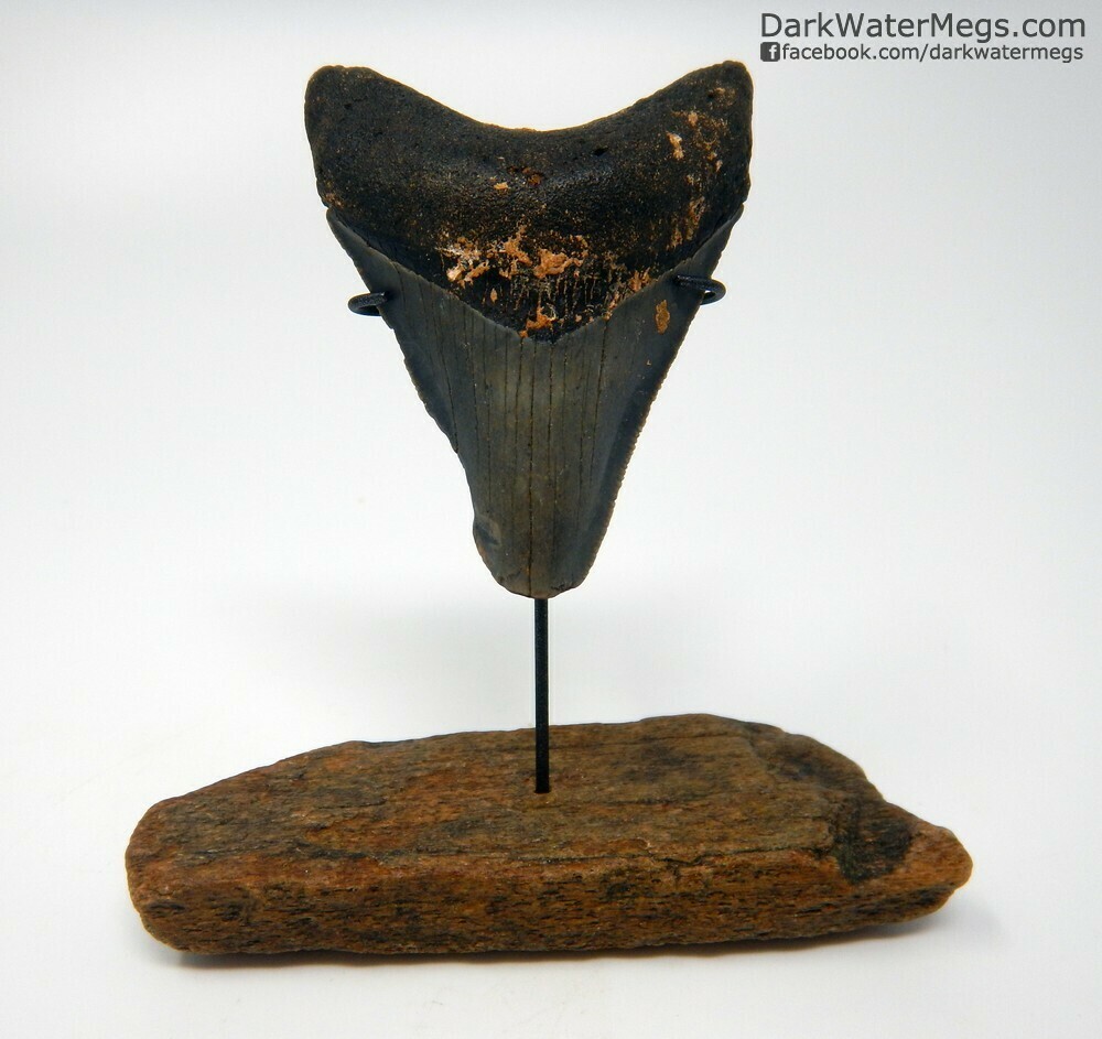 2.74&quot; Megalodon tooth on fossil bone stand