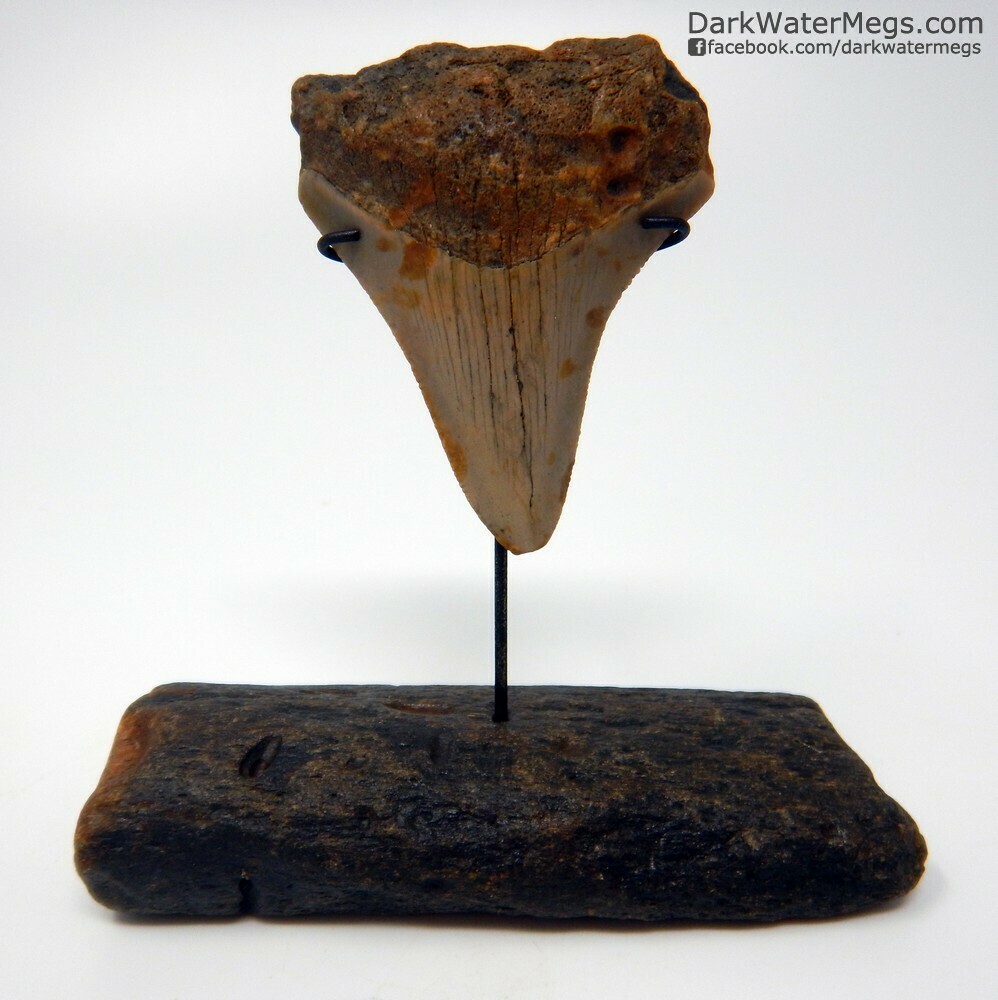 2.45&quot; orange Megalodon tooth on fossil bone stand