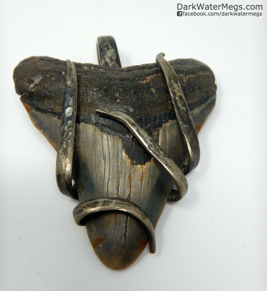 2.89&quot; Fork Wrapped Megalodon Necklace