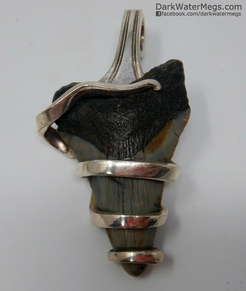 2.26&quot; Fork Wrapped Megalodon Necklace