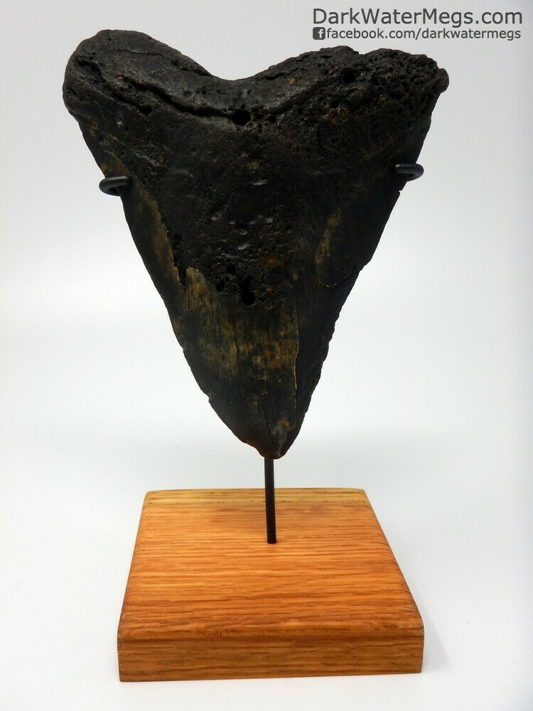 5.85&quot; monster megalodon tooth on stand