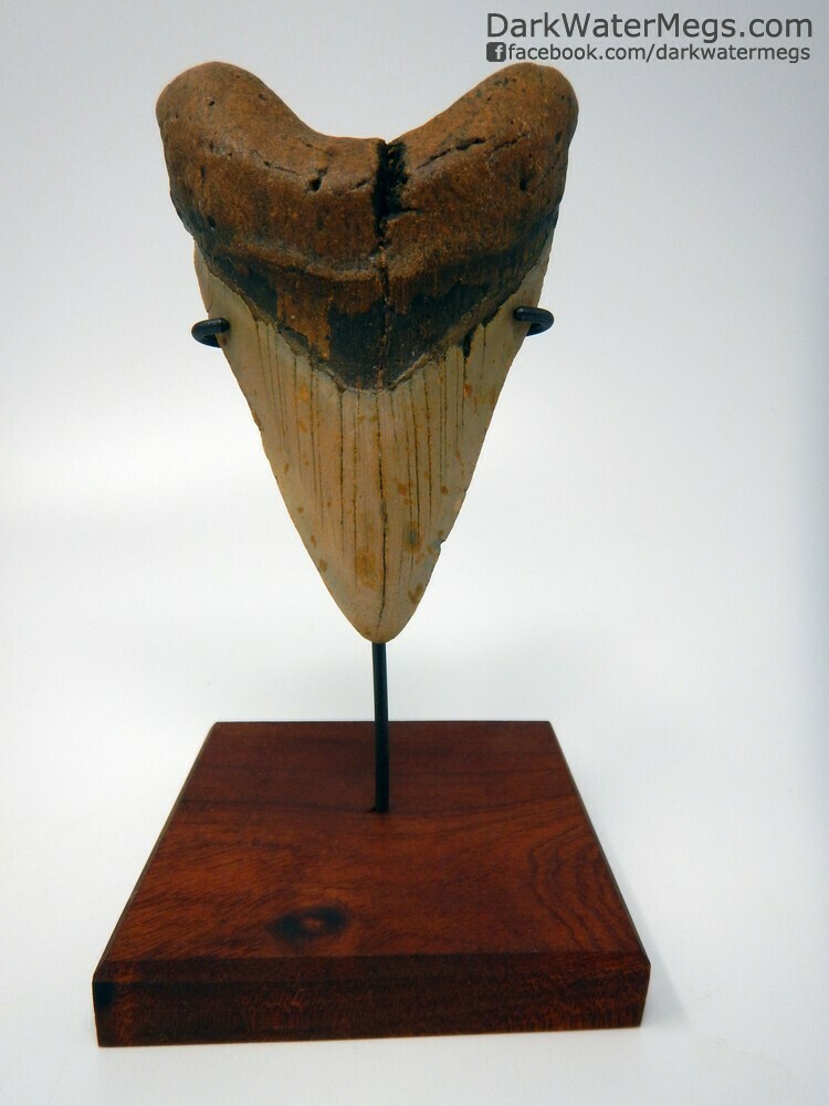 5.51&quot; giant lower megalodon tooth on stand