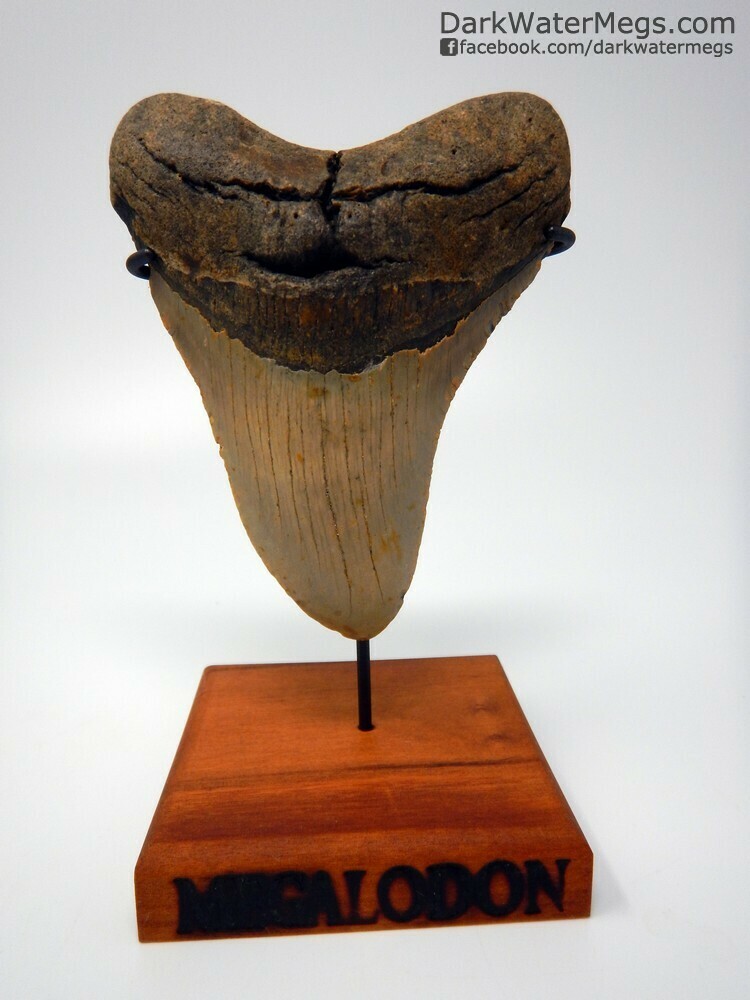 5.30&quot; beautiful curved megalodon tooth on stand