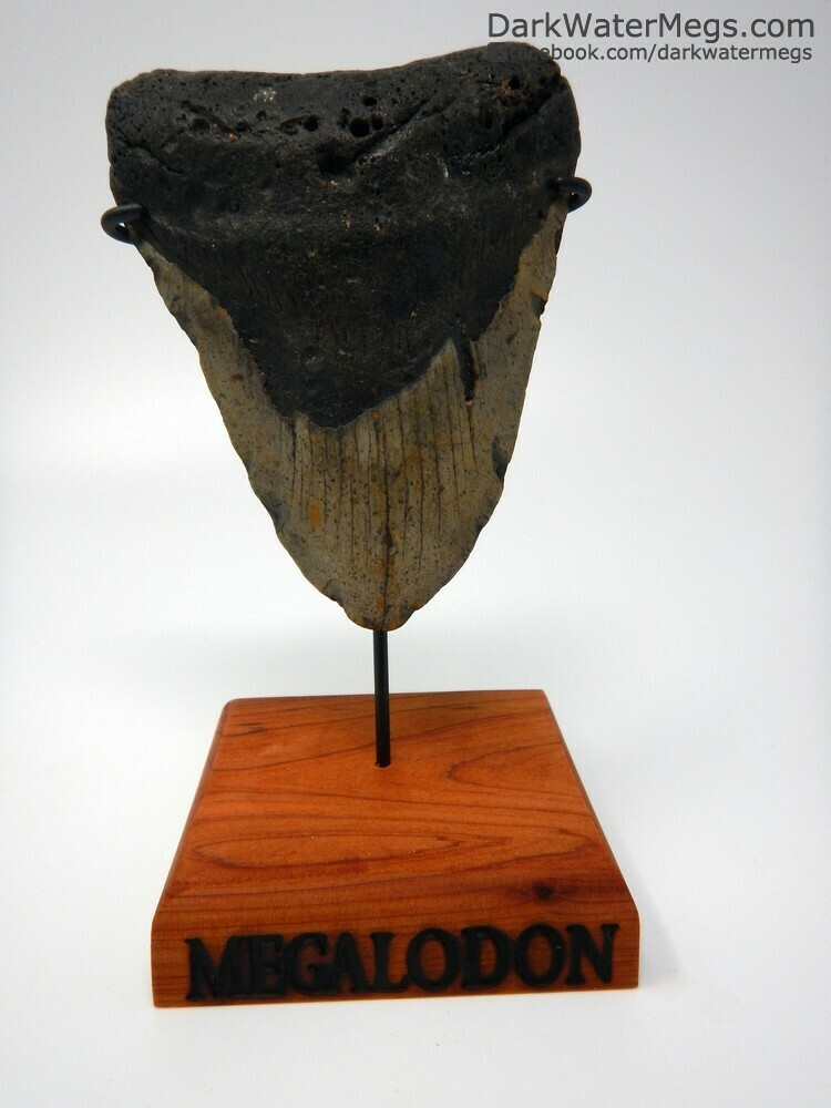 5.20&quot; large megalodon tooth on stand