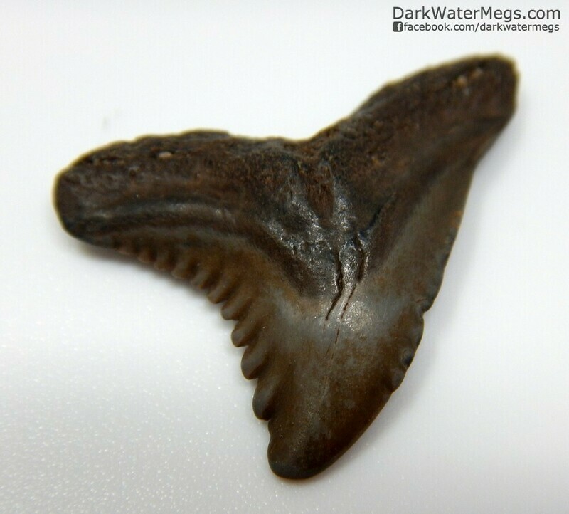 .96&quot; juvenile brown hemipristis 