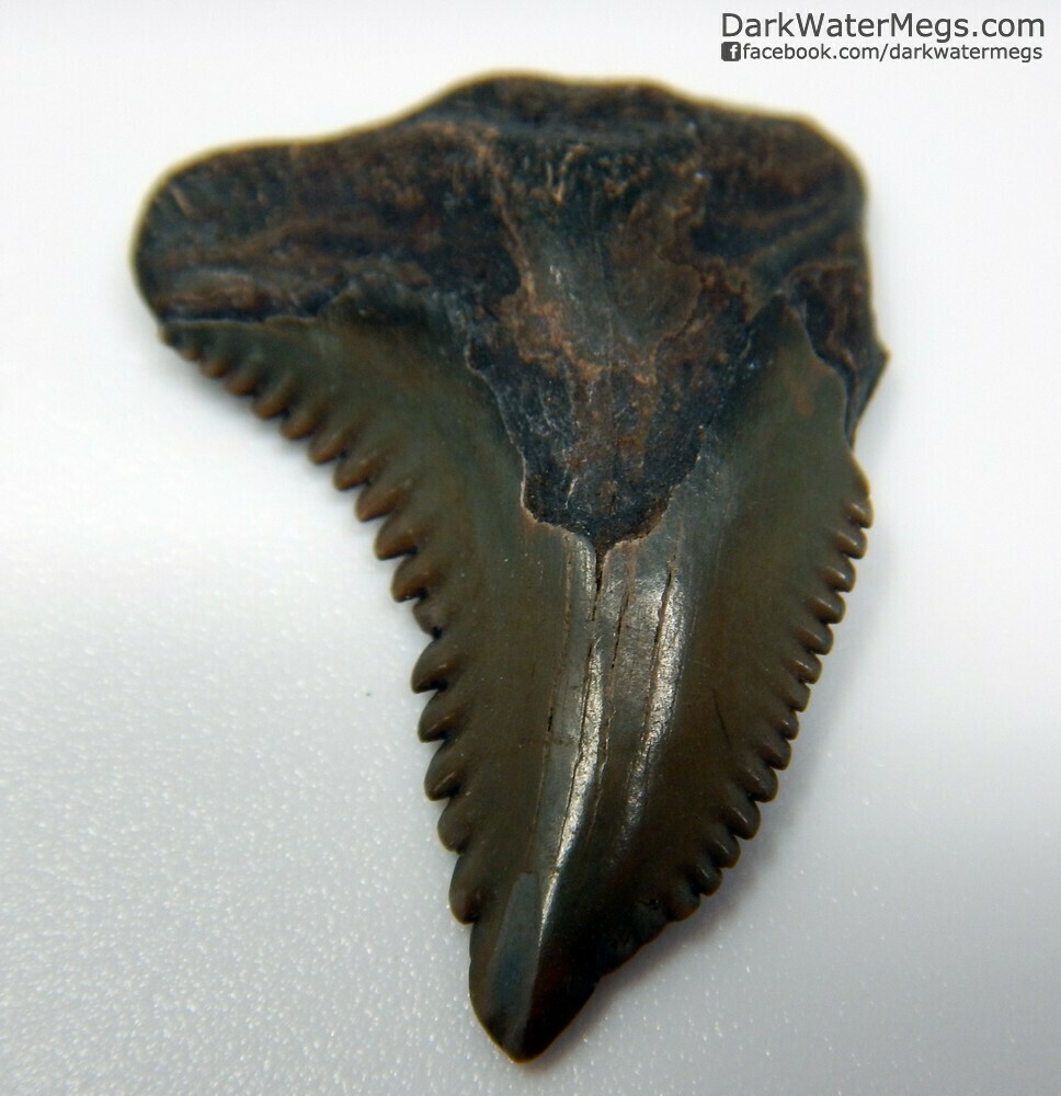 1.02&quot; brown and green hemipristis 