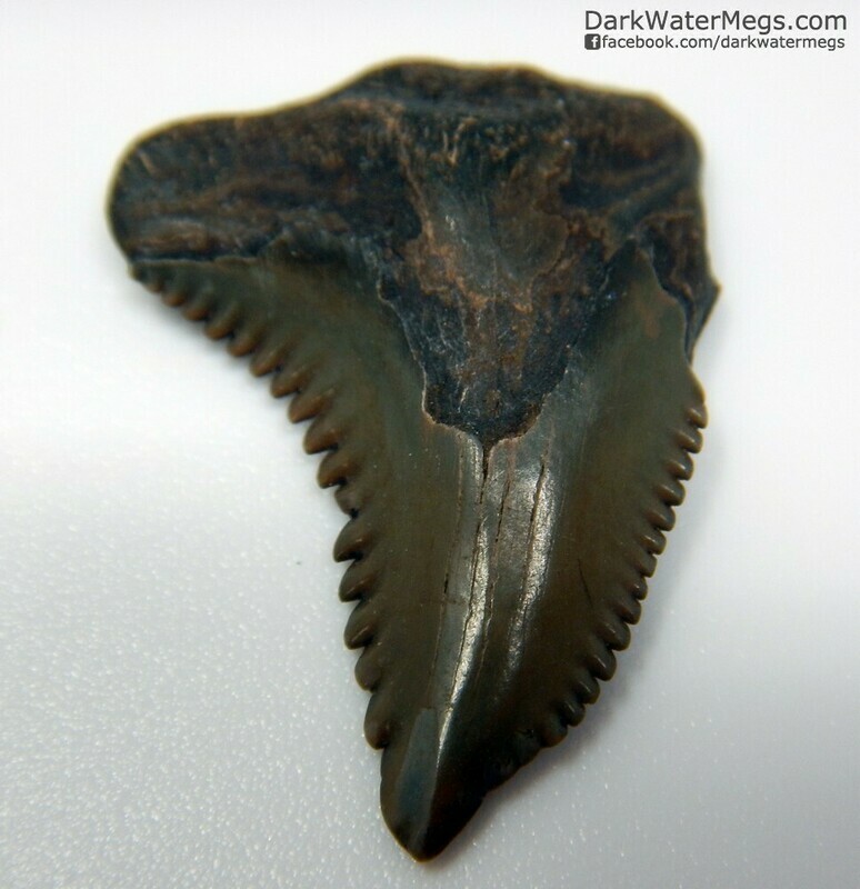 1.02&quot; brown and green hemipristis 