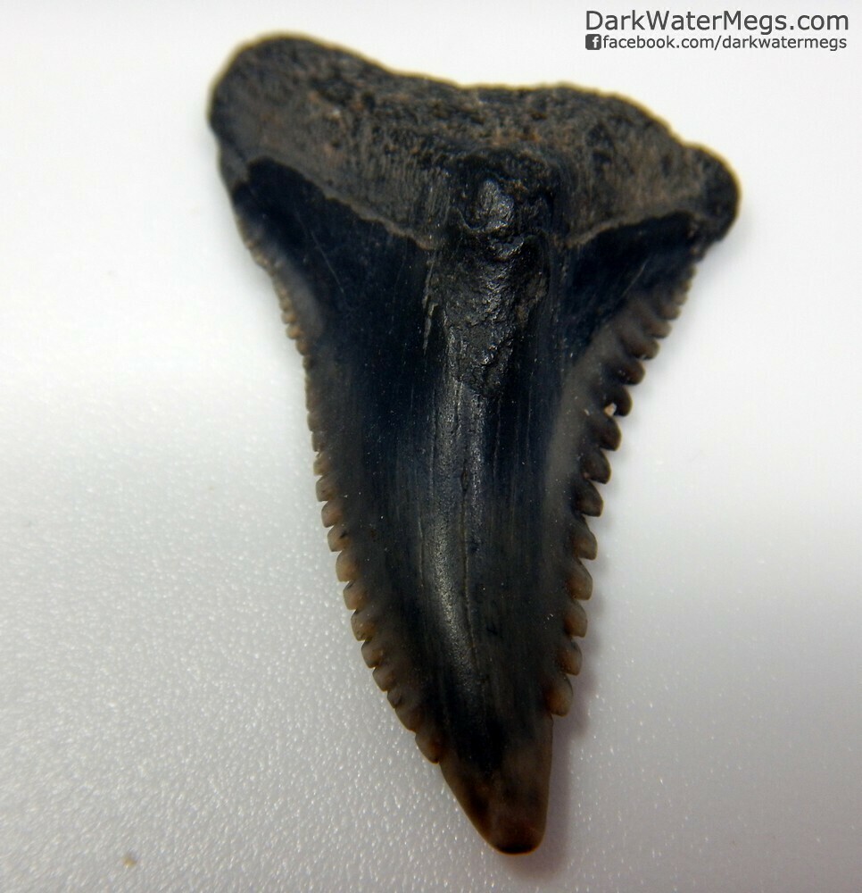 1.20&quot; long lower hemipristis fossil