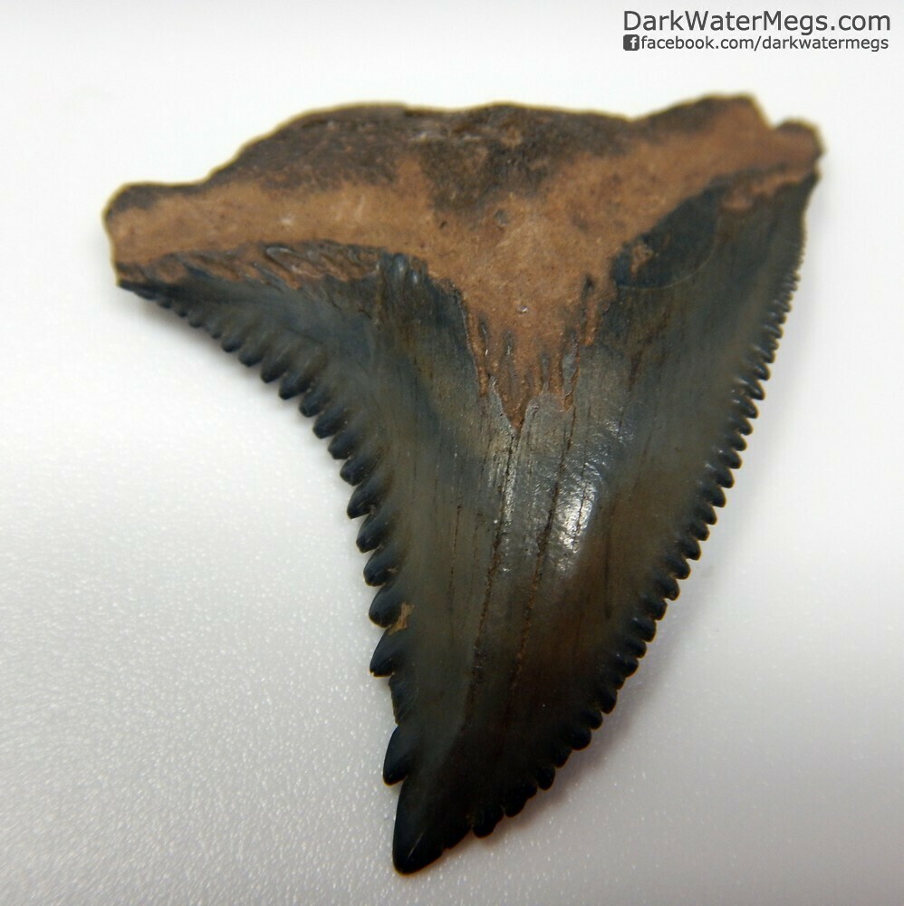 1.39&quot; large beautiful hemipristis tooth