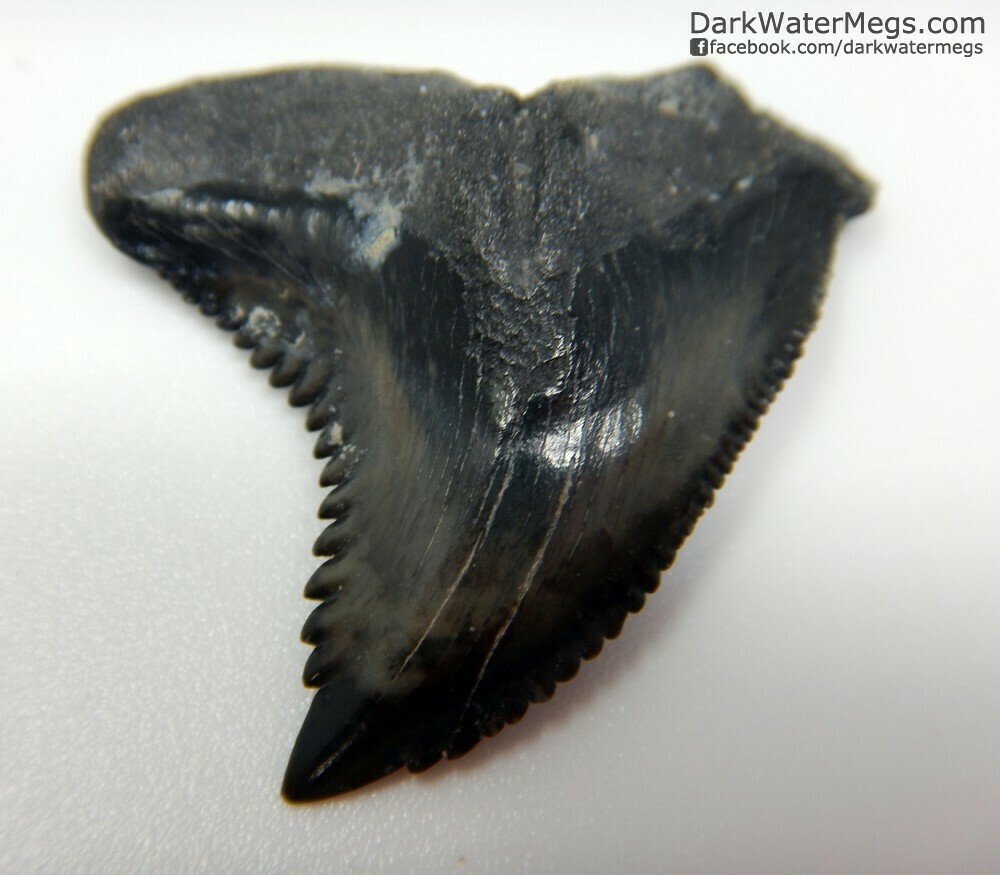 1.27&quot; wide hemipristis fossil