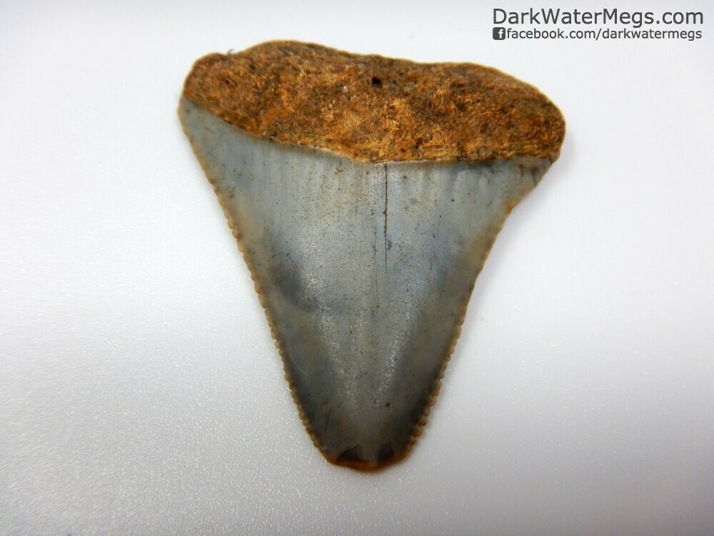 1.59" orange root great white tooth fossil