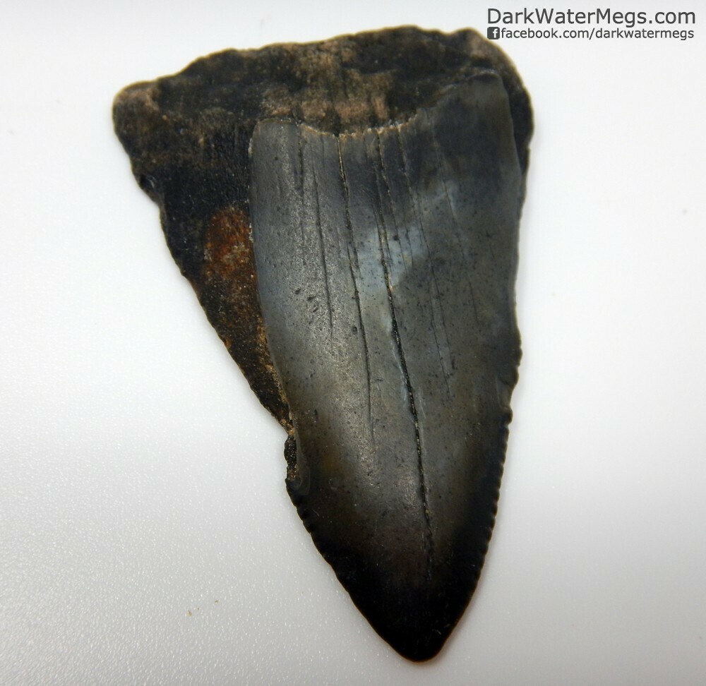 2.03&quot; dark black great white tooth fossil