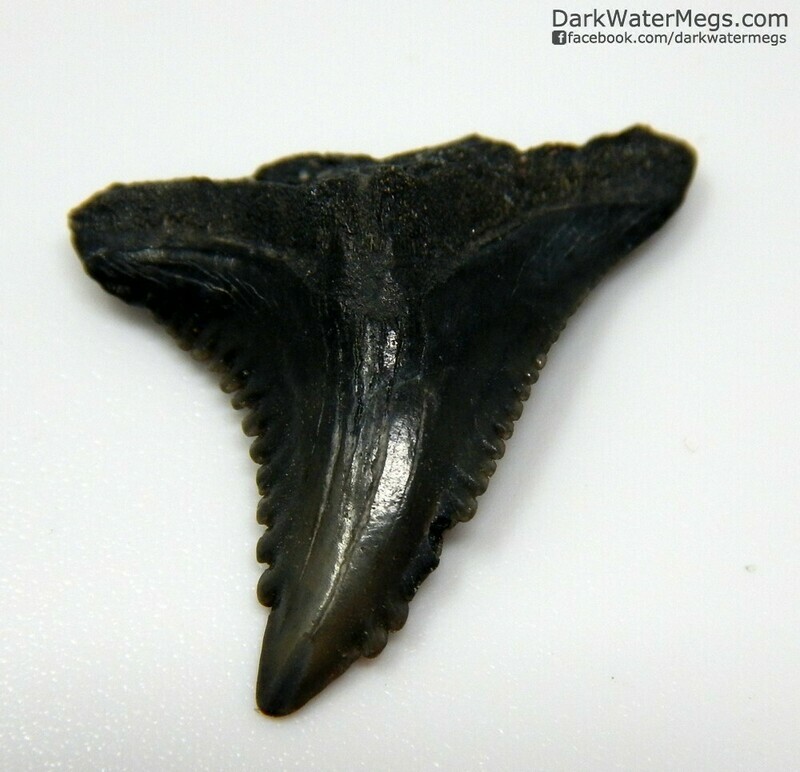 .92&quot;jet black hemipristis 