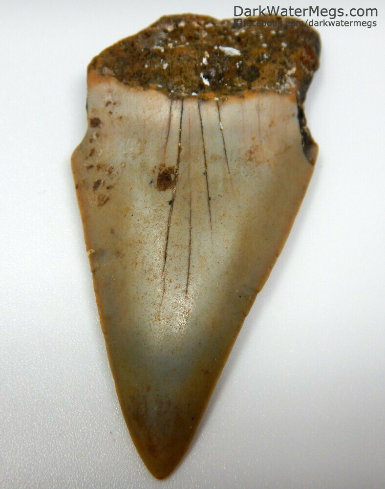 2.33&quot; large pointy Mako tooth