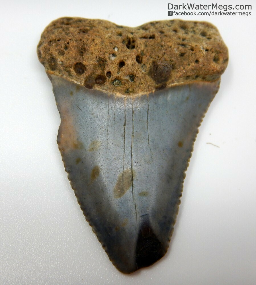 1.96" multi colored great white tooth fossil