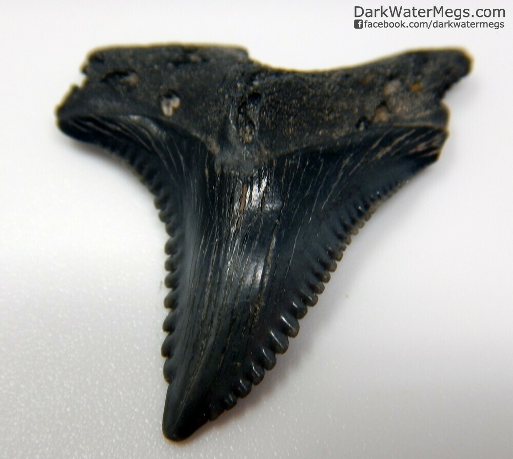 1.14&quot; sharp hemipristis fossil