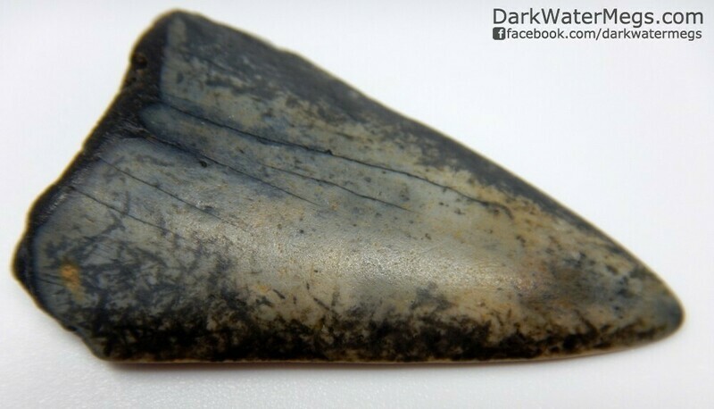 1.84&quot; patterned blade Mako tooth