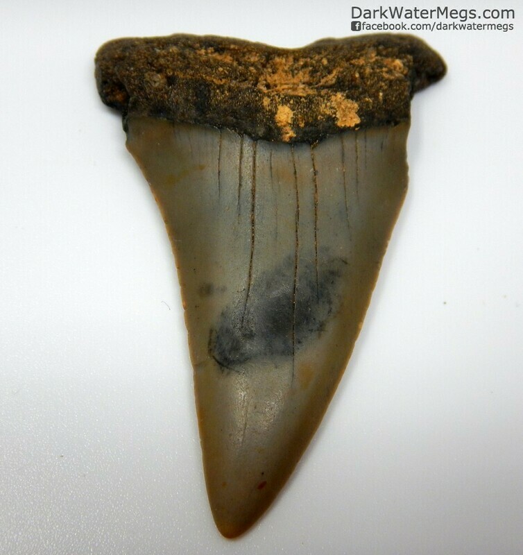 2.34&quot; long Mako tooth