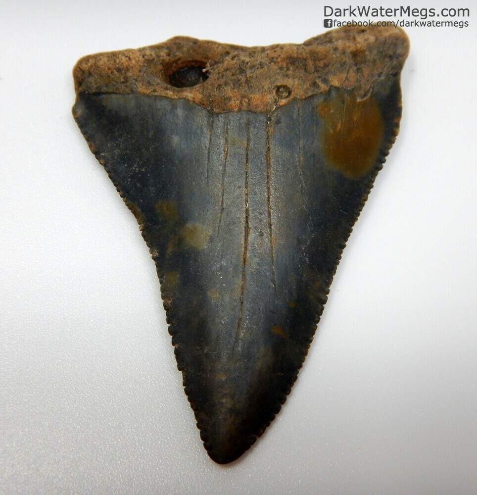 2.28&quot; large curved great white tooth fossil