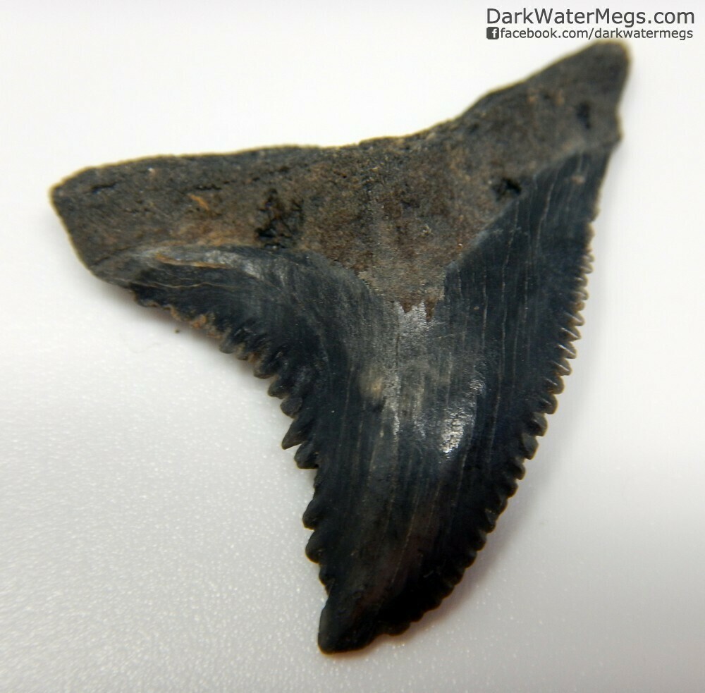 1.37&quot; big hemipristis tooth