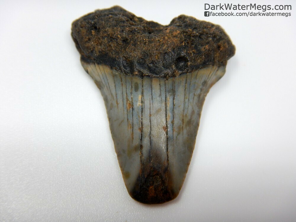 1.72" compression fractured great white tooth fossil