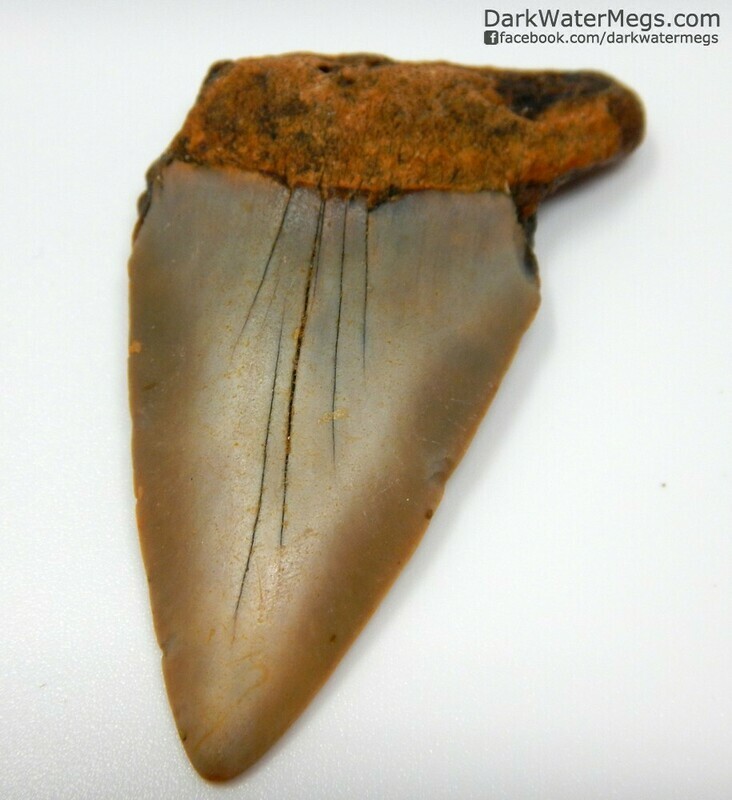 2.28&quot; large orange Mako tooth