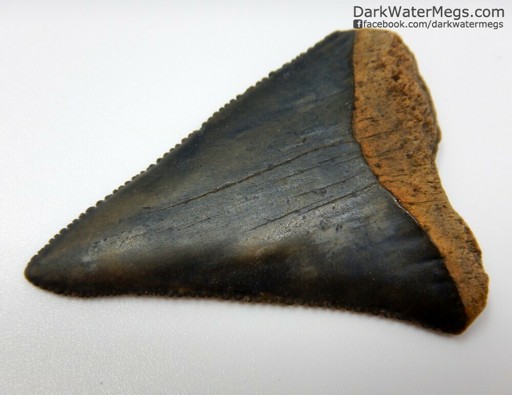 2.00" pointy great white tooth fossil