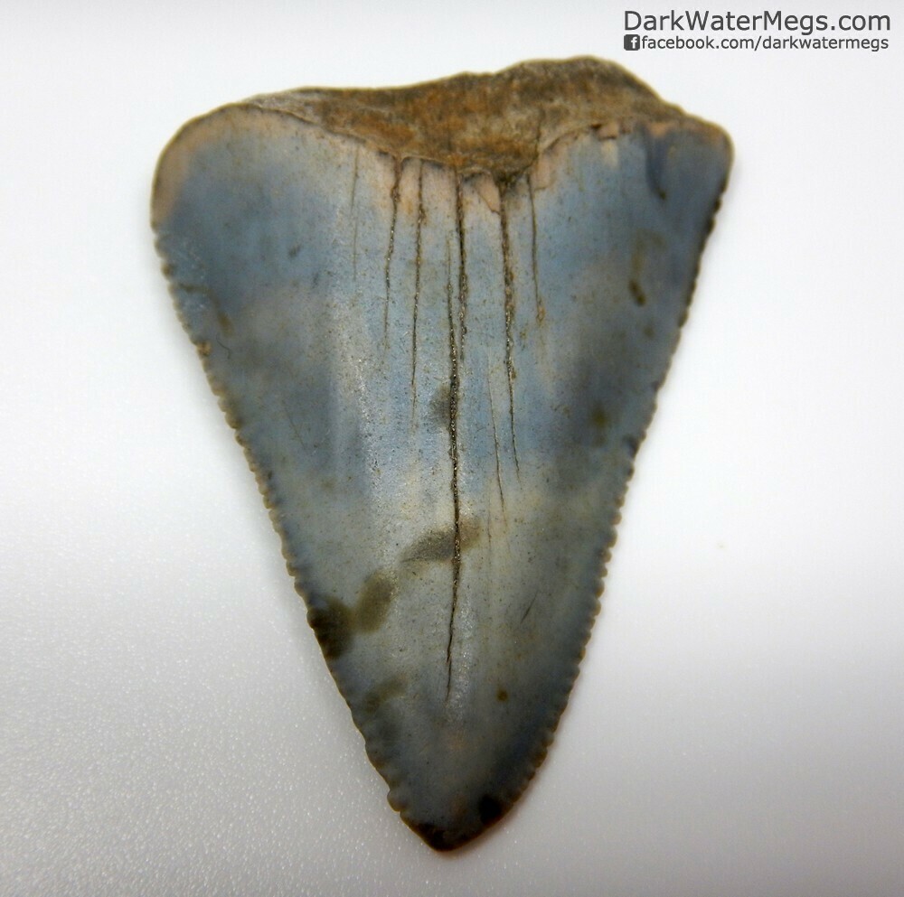 1.80" multi colored great white tooth fossil