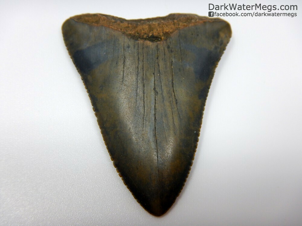 2.11" large multi colored great white tooth fossil