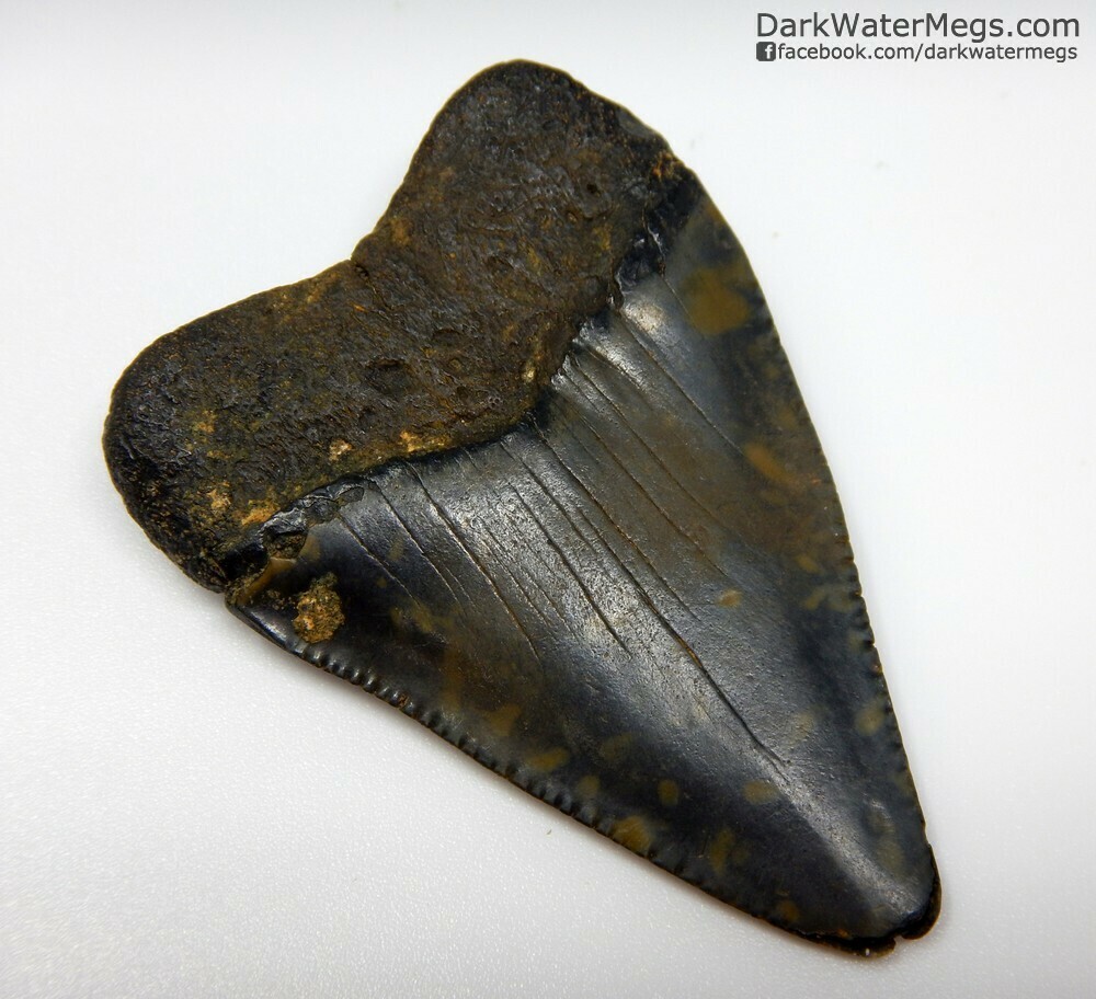 2.34&quot; large dark great white tooth fossil