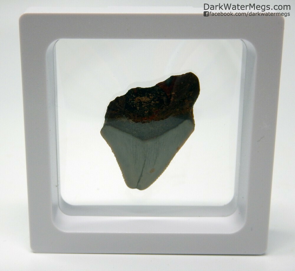 1.54&quot; baby megalodon In Floating Frame