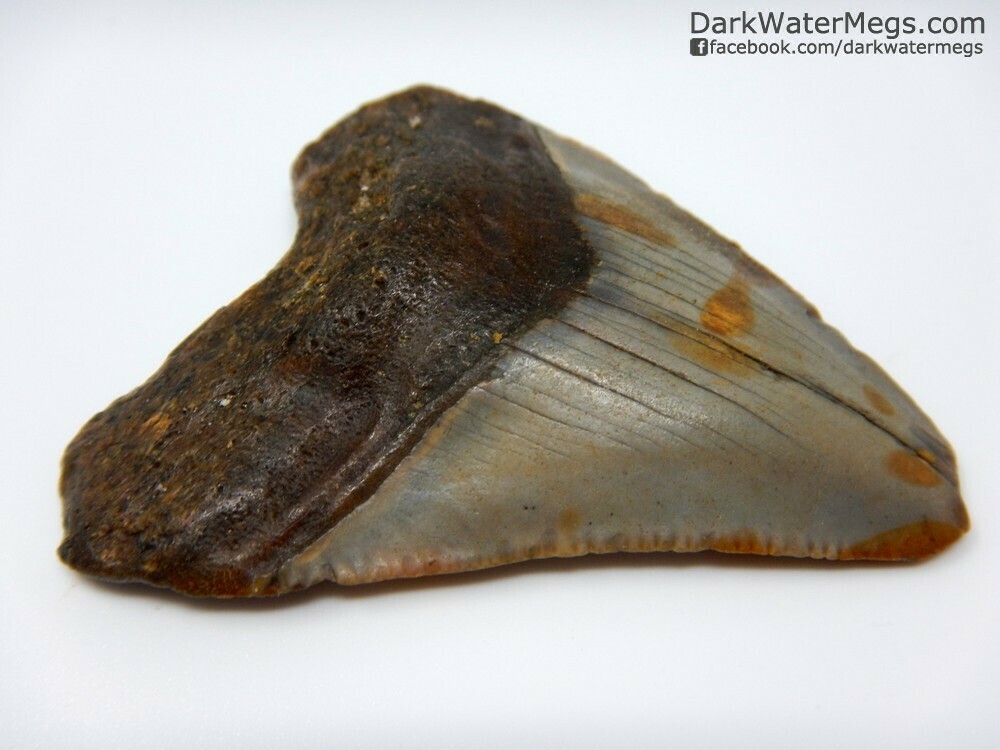2.19&quot; young megalodon tooth