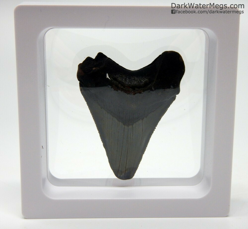 1.85&quot; Small Megalodon In Floating Frame