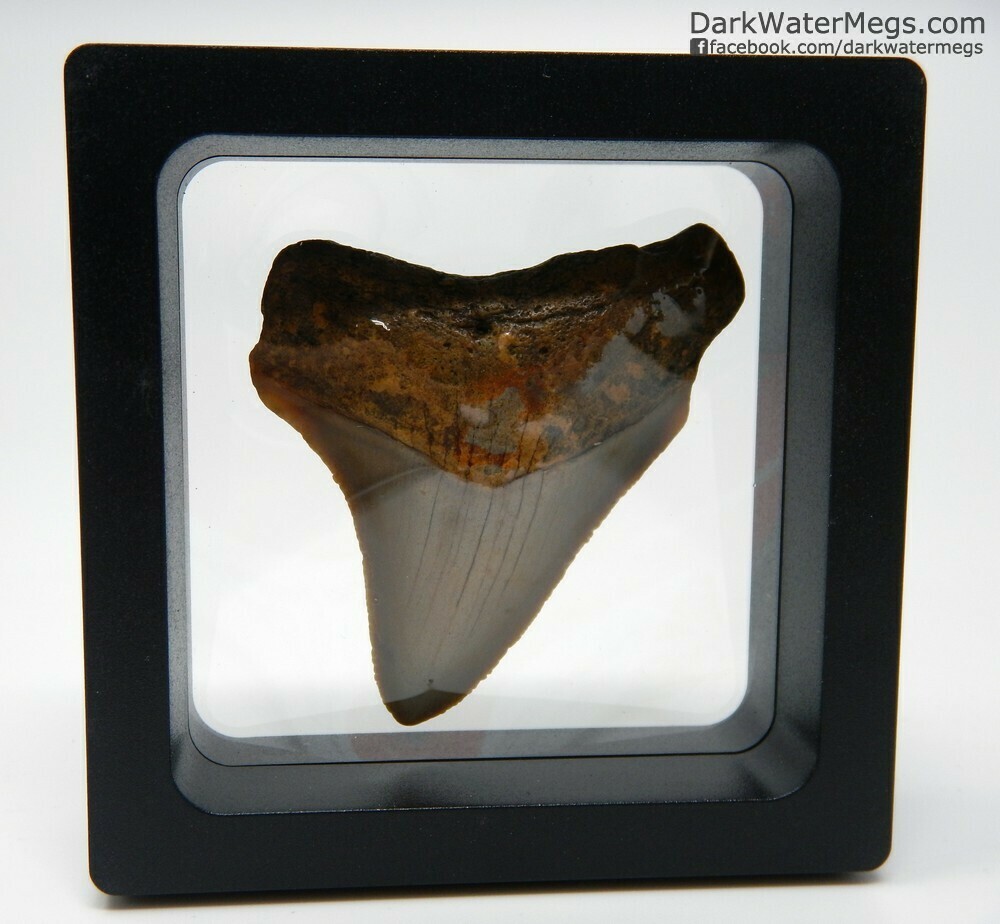 2.08&quot; Curved megalodon In Floating Frame