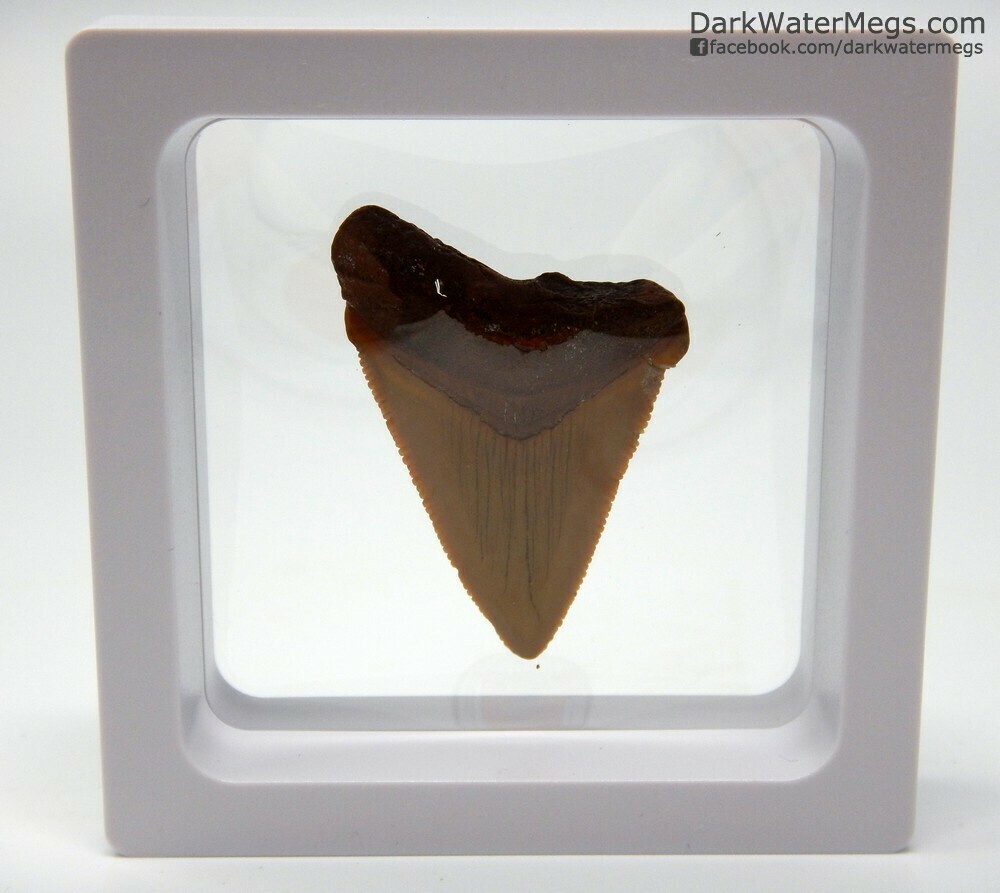 1.69&quot; beautiful orange megalodon In Floating Frame