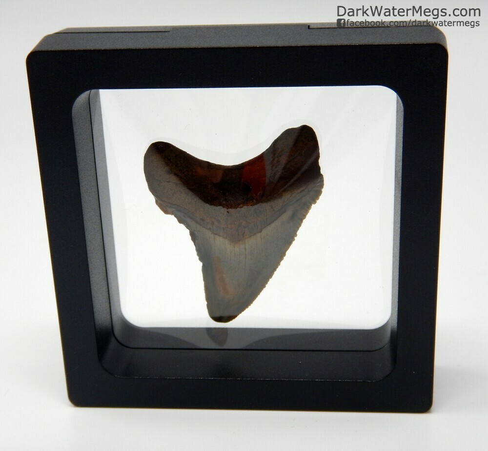 1.70&quot; curved megalodon In Floating Frame