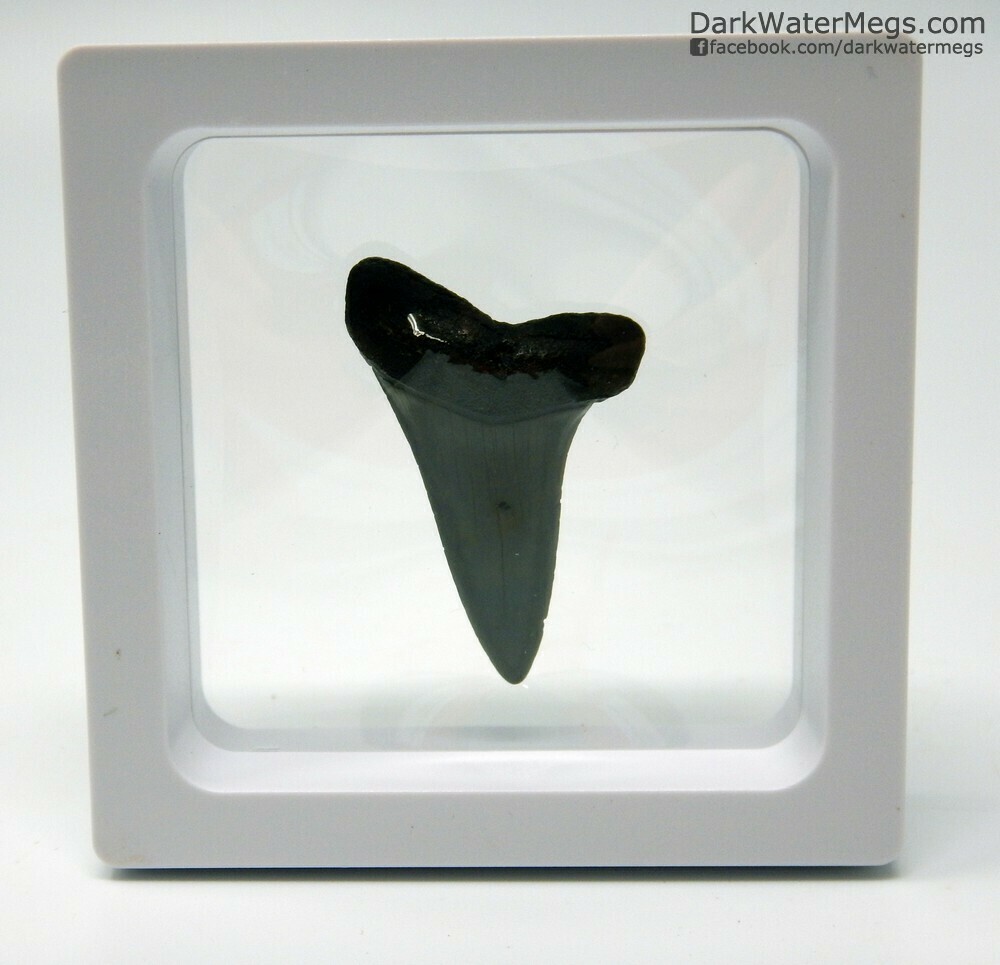 1.57&quot; pointy Mako tooth