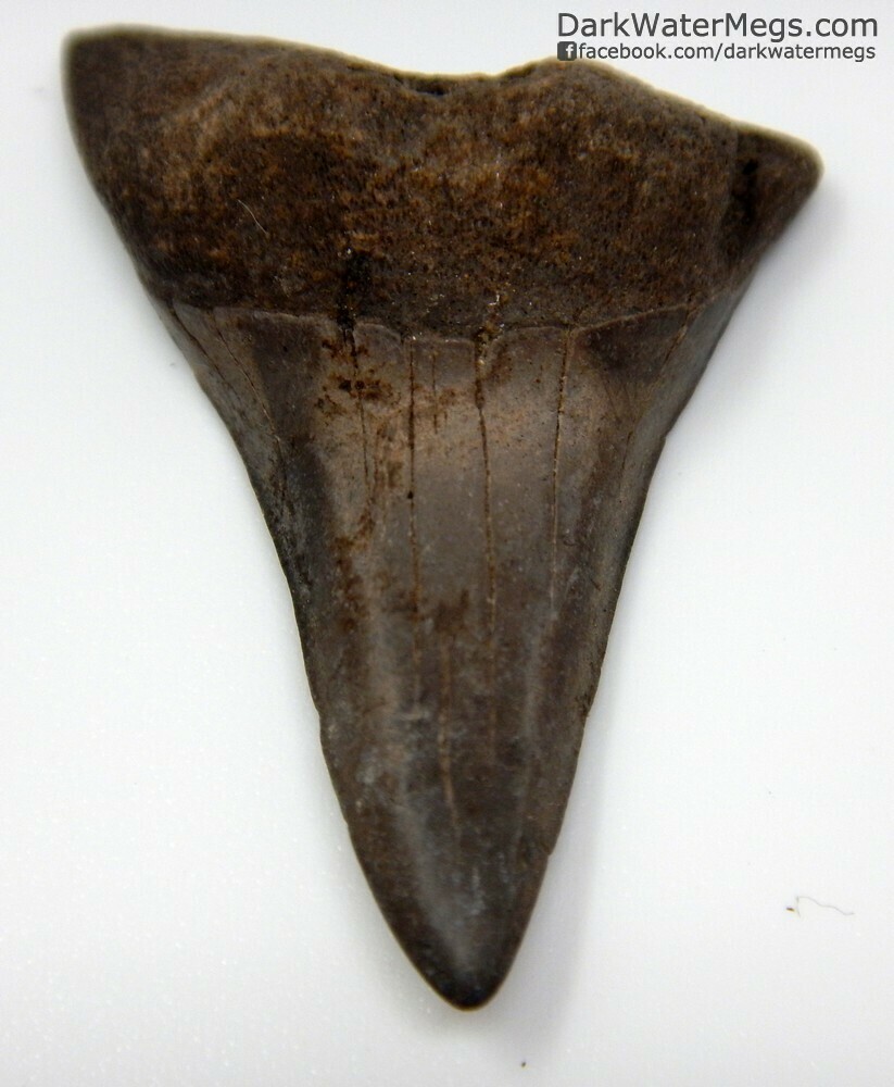 1.44&quot; slim Mako tooth